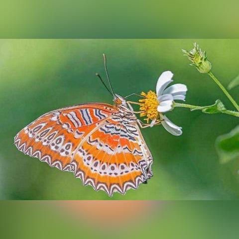 生肖流年运势图片(生肖流年运势图片大全)