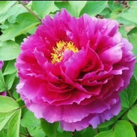 菏泽市牡丹区哪里卖豆饼