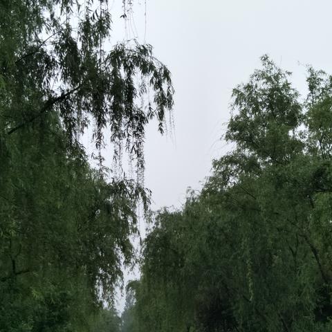 西安市公路旁种的什么树