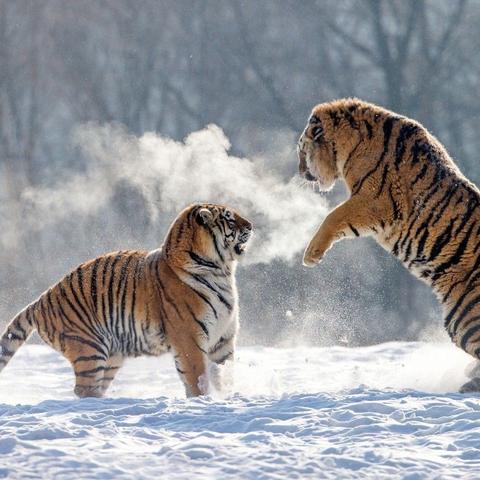 壬寅生肖运势解析图大全(壬寅属什么)