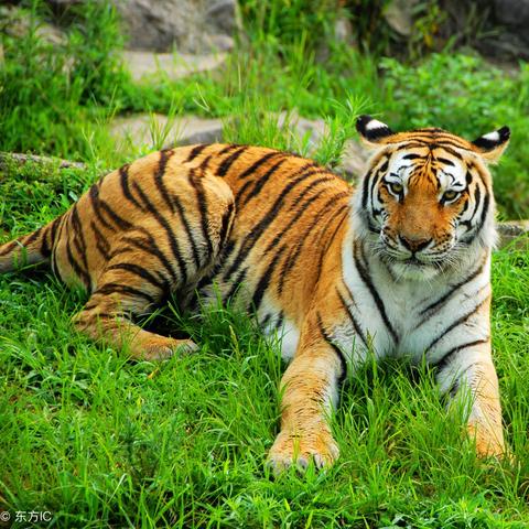 壬寅年十二生肖运势(壬寅年十二生肖运势详解)