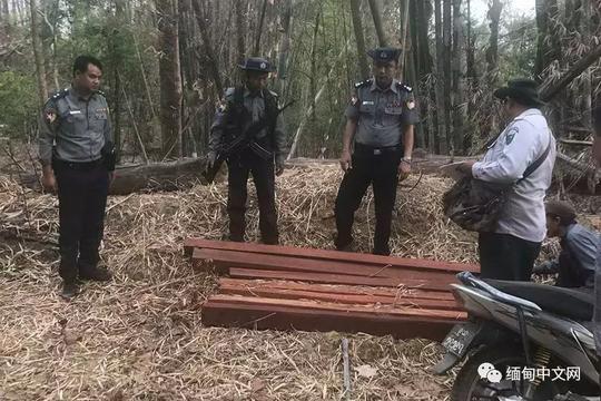 缅甸木材生意也不好做！不仅有政策限制还有无良商人耍心机