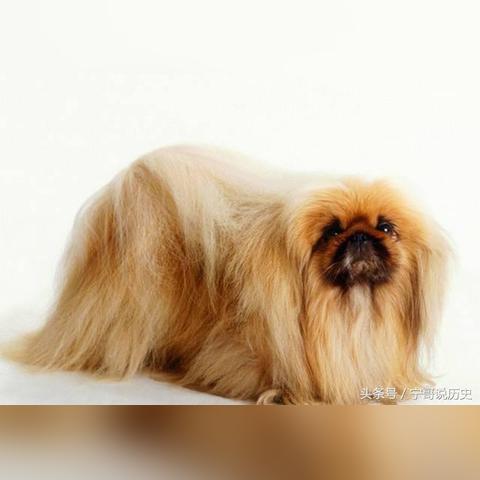 苏州市可以养什么犬狗