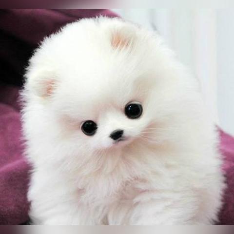 博美种类图片大全的长尾关键词有哪些