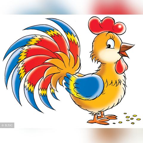 生肖鸡的运势和婚姻(生肖属鸡的人运势非常网)