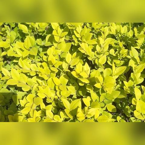 金叶女贞的优缺点？