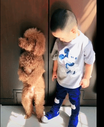 泰迪小色狗搞笑可爱萌萌哒gif