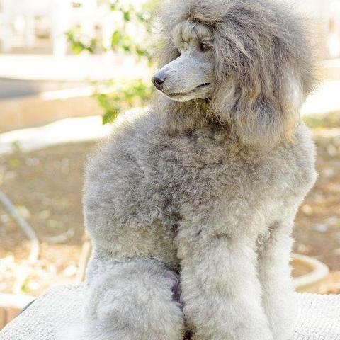 母狗狗名字大全 洋气的长尾关键词是什么