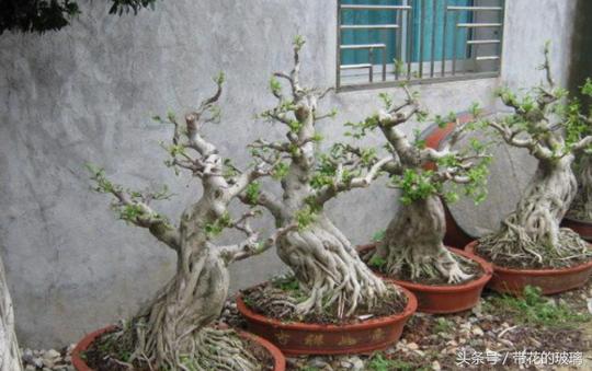 爷爷养了一种树桩盆景，月入过万邻居都眼红，不少人纷纷效仿