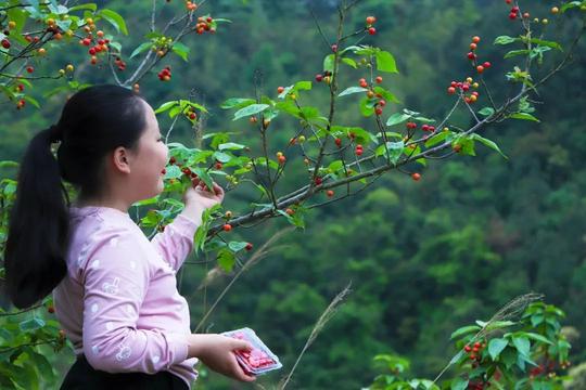 福安这片樱桃谷的樱桃熟了，香甜入心！周末就来一场采摘之旅吧！