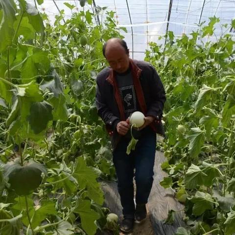 沈阳春天采摘相关长尾关键词有哪些