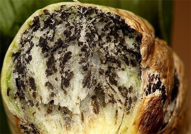 玉米可以做什么美食（玉米淀粉可以炸东西吗）