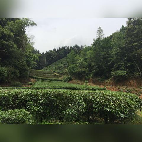 福建的茶树怎么样