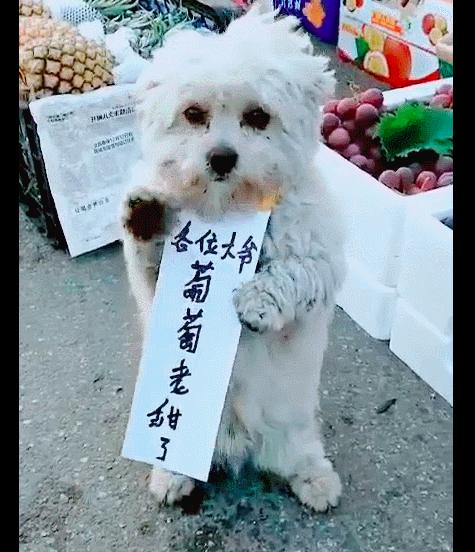 狗狗站在水果摊前招揽生意，怀里还抱着主人写的字，太聪明了吧！