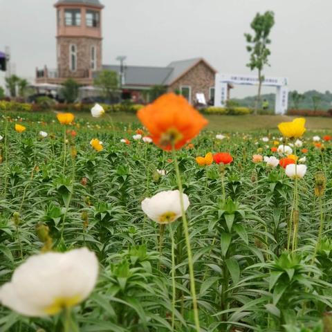 武汉市白沙洲哪个区好玩