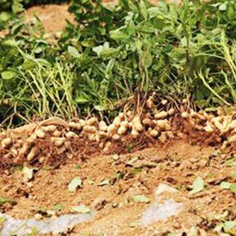 做袋子加工厂找货源的长尾关键词有哪些