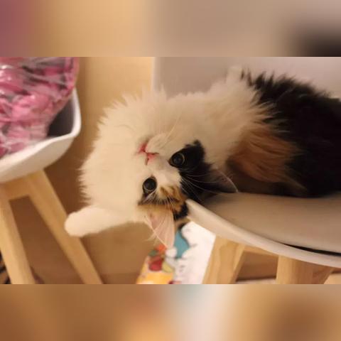 武汉猫猫领养套路的长尾关键词有什么