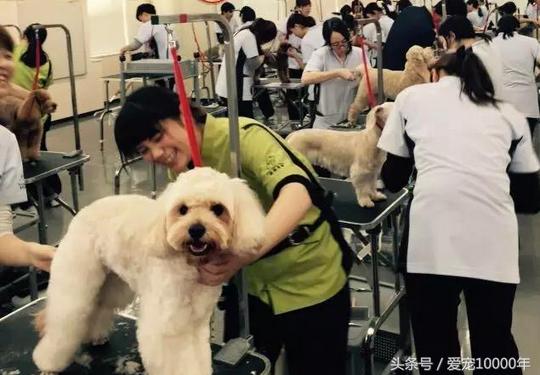 小伙创业开“宠物月子中心”，这种新模式会年入10亿元吗？