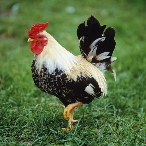 生肖鸡子孙运势如何(属鸡的子女有出息吗)