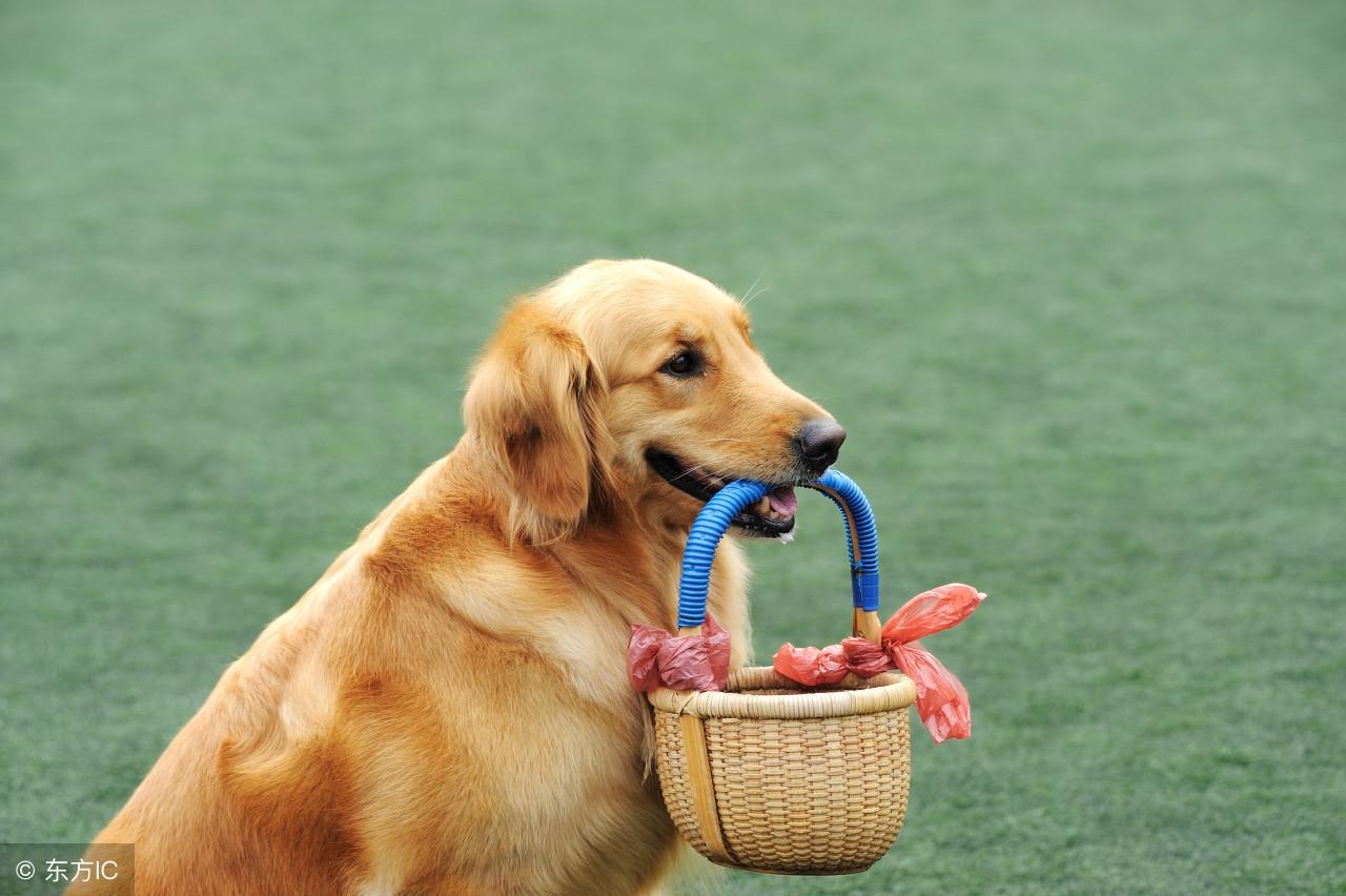 朝违彩羞衣裳指打一个最佳生肖，词语解释谜底释义落实