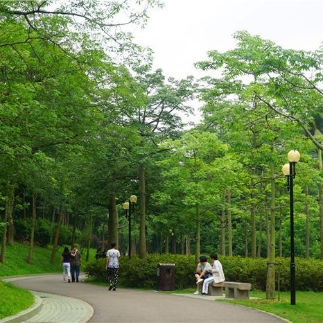 广州树叶嫩绿相关长尾关键词有哪些