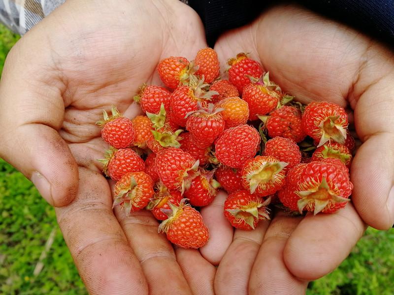 野生树莓图片,湖南野生树莓成熟季节?