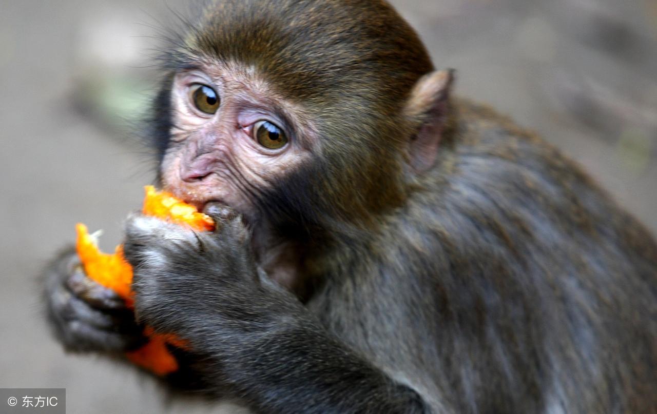 伶牙俐齿是什么生肖是啥动物，精准解答