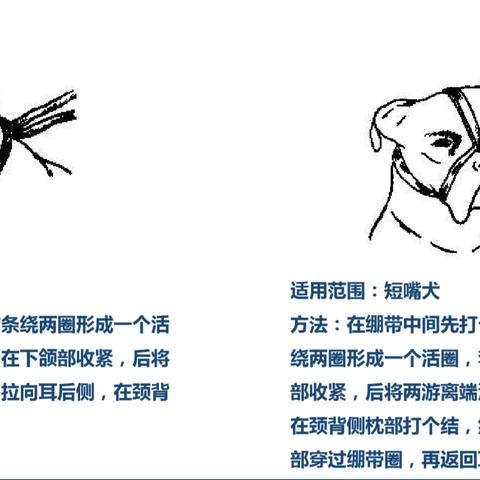 保定市租狗遛的长尾关键词有哪些