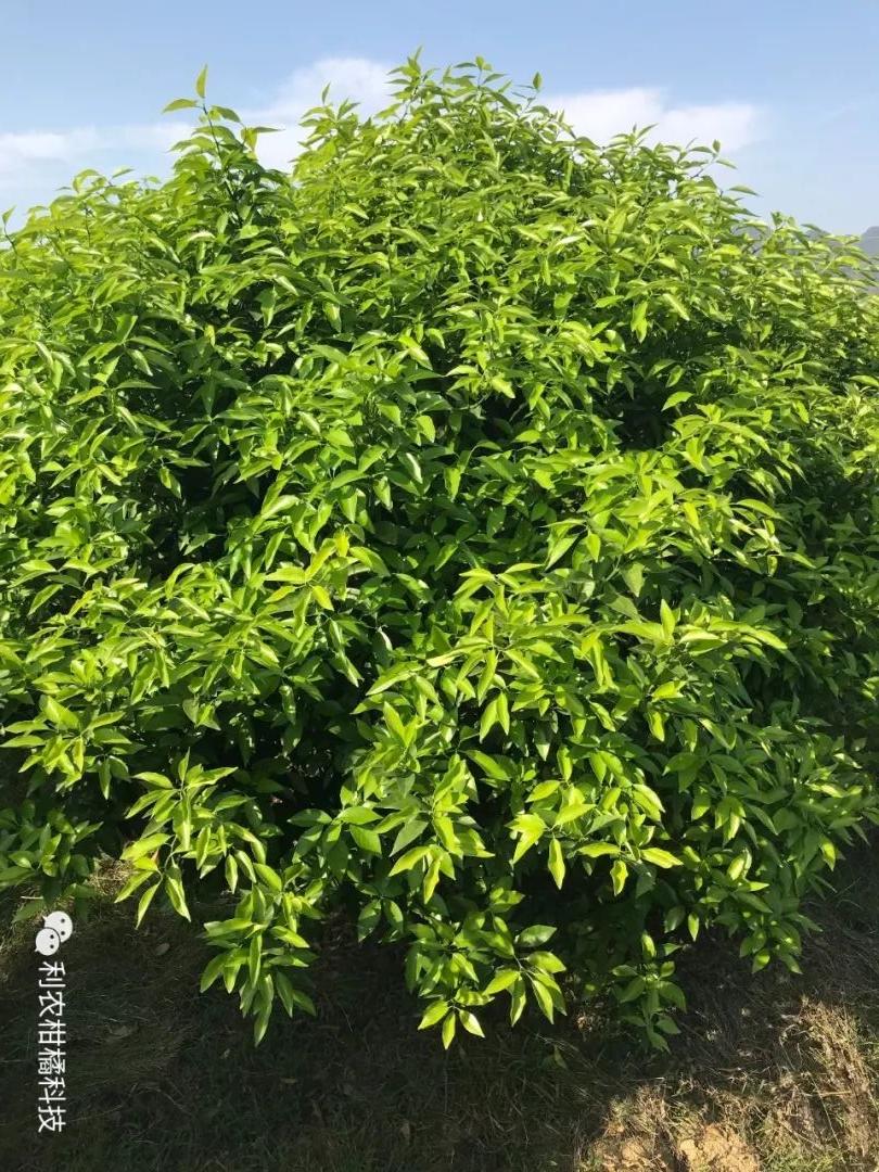 柑橘幼果期怎么施肥最好（跃柑挂果树全年施肥要点技术）