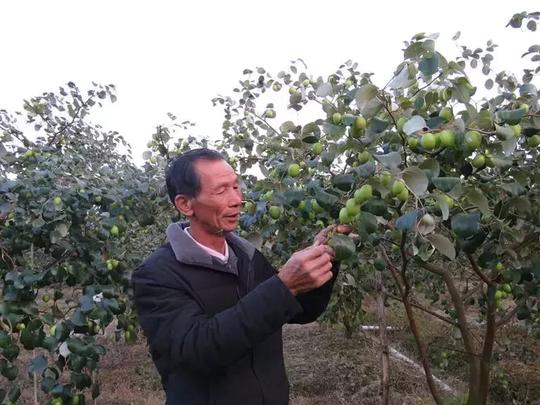 「创业」58岁老党员黄素候：致力发展种植业助力乡村振兴