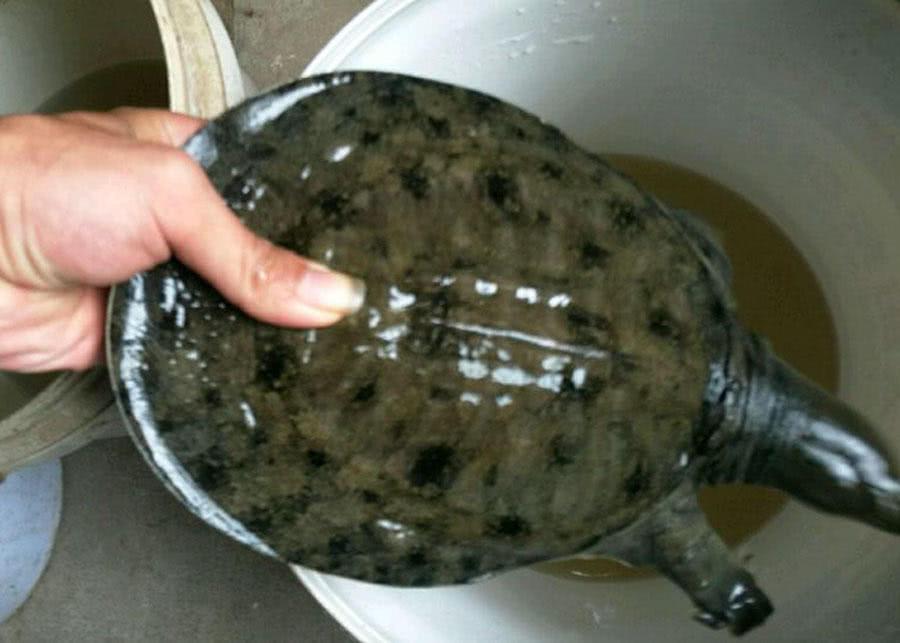 水鱼的营养价值元鱼跟水鱼有什么区别