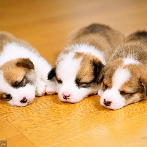 属狗人的生肖运势(属狗人运势揭秘)