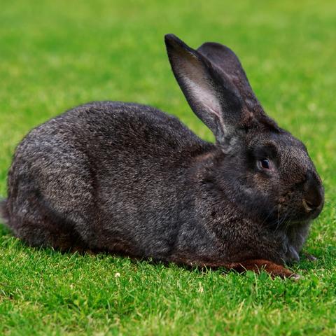 生肖猪的咸池运势(生肖猪的一生运势预测)
