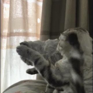 天津蓝猫妹妹怎么样