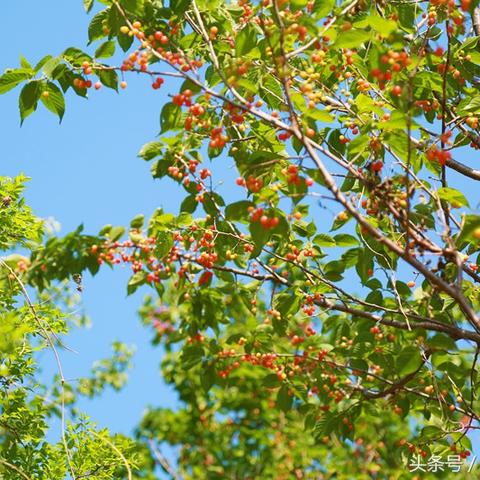 临沂市樱珠产地是哪里的