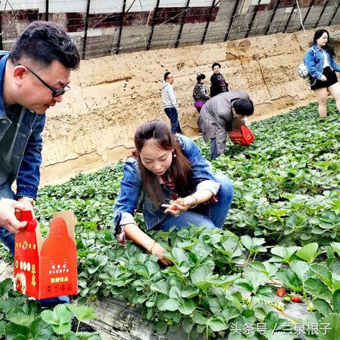 兰州市哪里种草莓最好吃