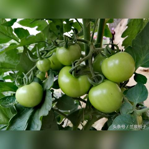 兰州市的草莓种植基地在哪里