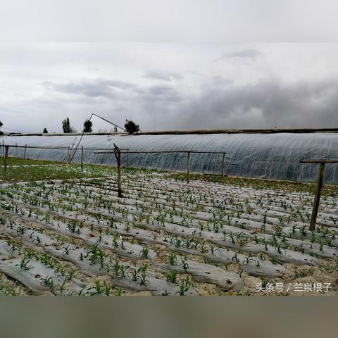 兰州草莓价格行情的相关长尾关键词有哪些