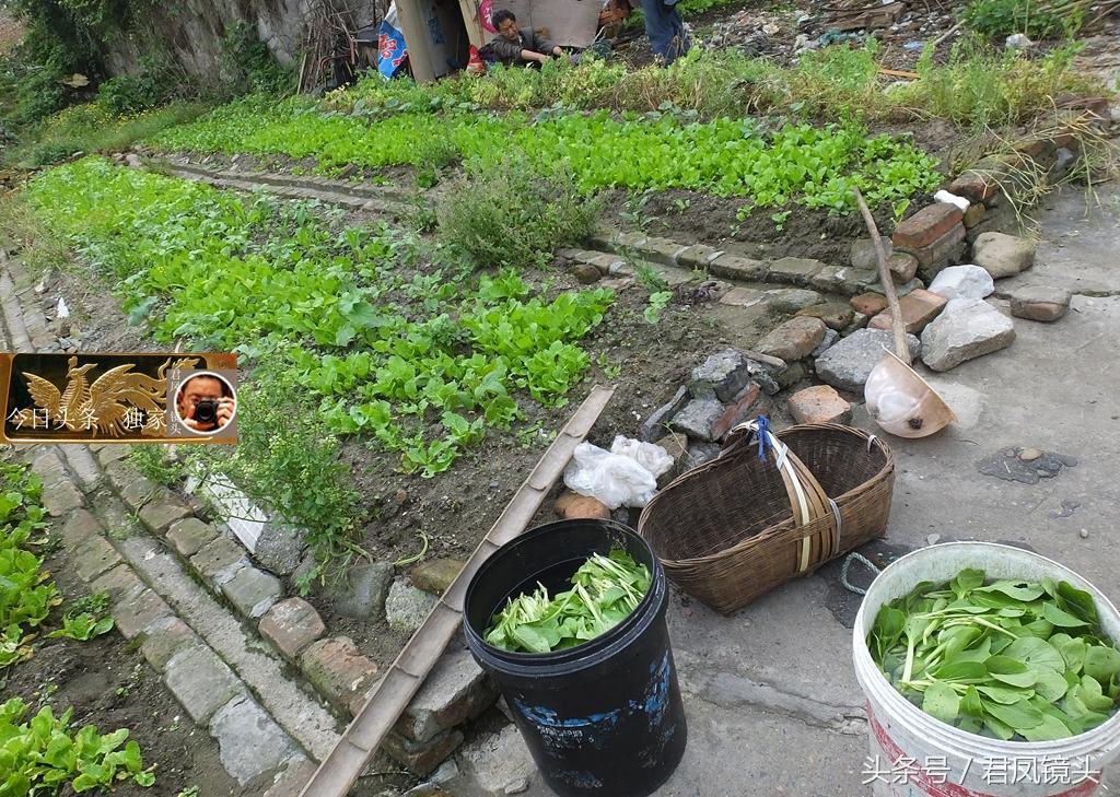 长江蔬菜免费论文网站花椰菜的栽培和品种你了解多少