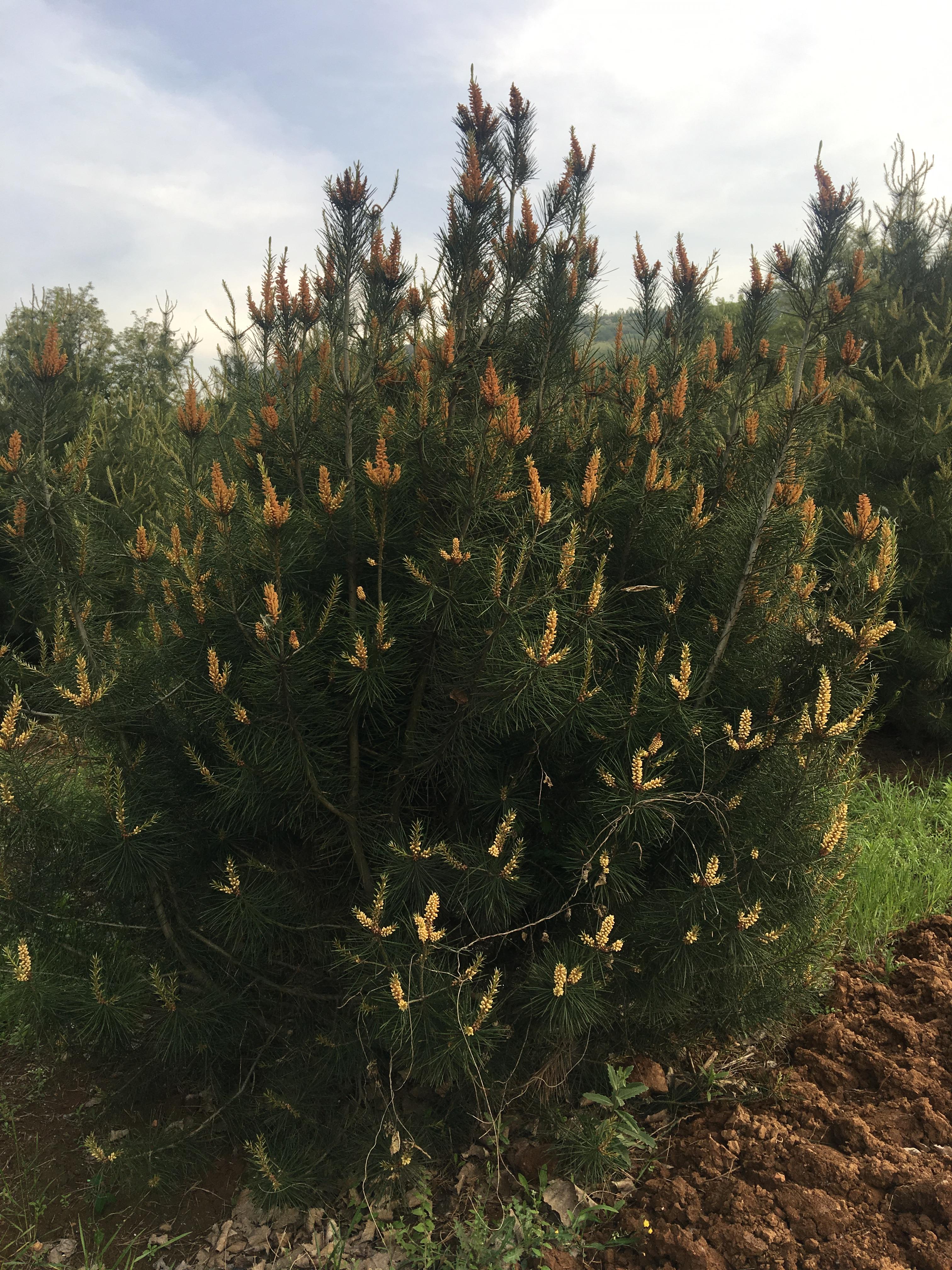 陕西蓝田白皮松,白鹿原土坡上能种植什么?"