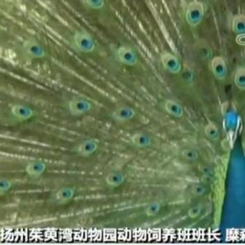 快看网站的长尾关键词有什么