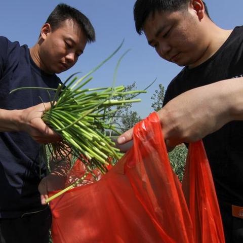 菏泽市定陶哪里产大蒜好