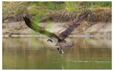 蓝猫nft有二级吗 加密空间nft有二级吗