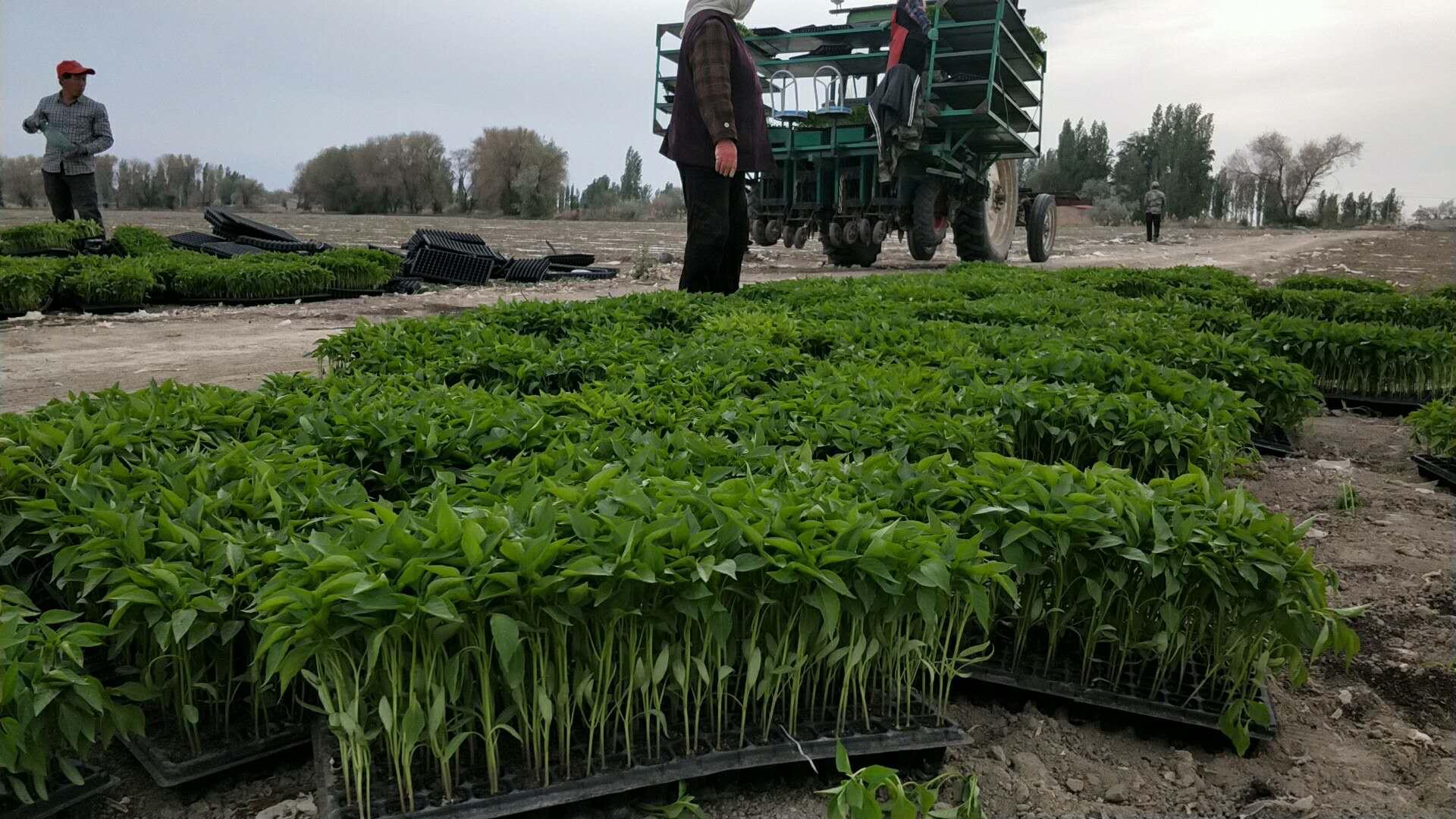 辣椒种植技术视频播放,艳红辣椒种植技术视频?