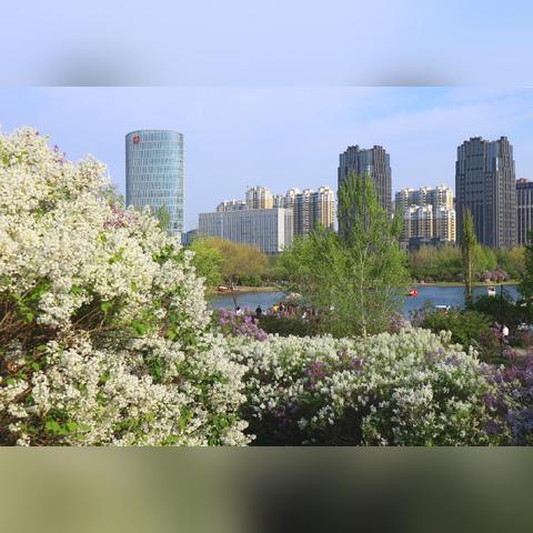 哈尔滨市哪里有花海景点