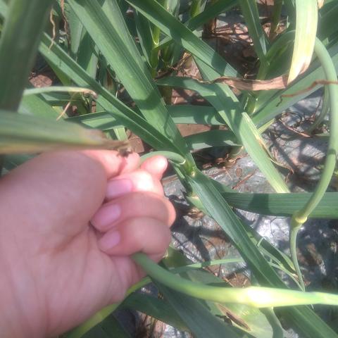 兰陵天气十五天的长尾关键词有什么