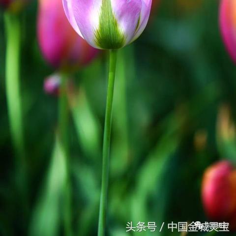 杭州郁金香花季的相关长尾关键词有哪些