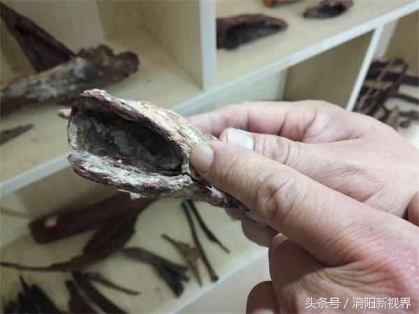 红蚂蚁和黑蚂蚁