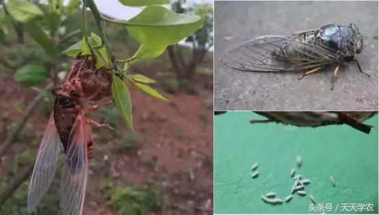 柑橘幼果期能不能用毒死蜱杀虫剂（柑橘里面为什么有蛹）