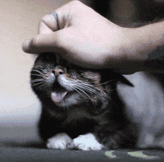 宠物狗、宠物猫免费领养？谨防爱心骗局！